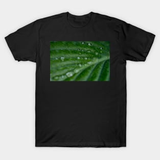 Water droplets on Hosta leaf T-Shirt